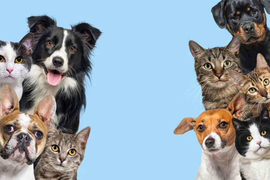Tu mejor amigo, la startup de servicios para el cuidado de mascotas