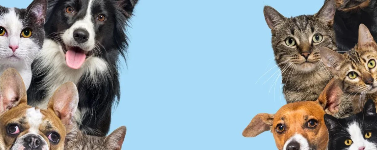 Tu mejor amigo, la startup de servicios para el cuidado de mascotas