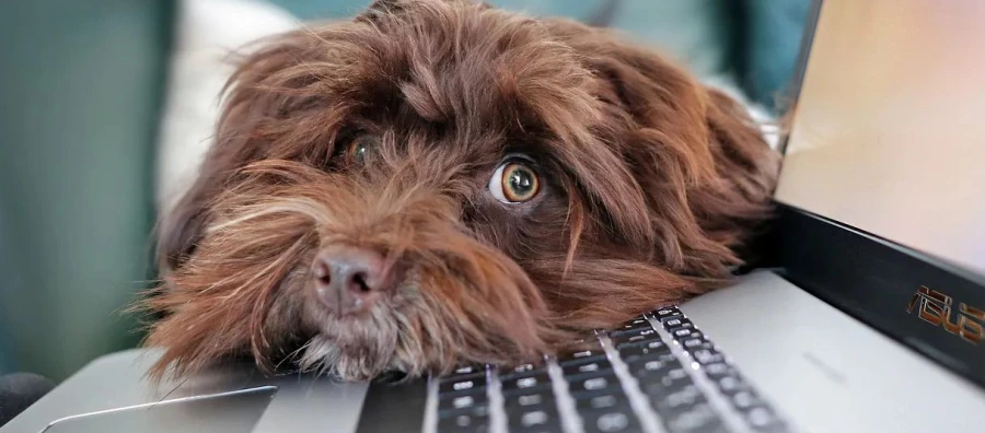 Equipos remotos, vínculos reales: el reto de generar pertenencia sin oficinas