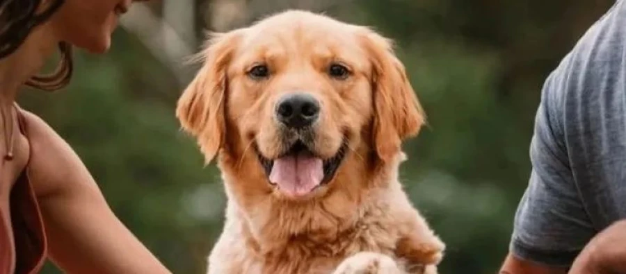 Dosty: la revolución del cuidado de mascotas llega a Latinoamérica