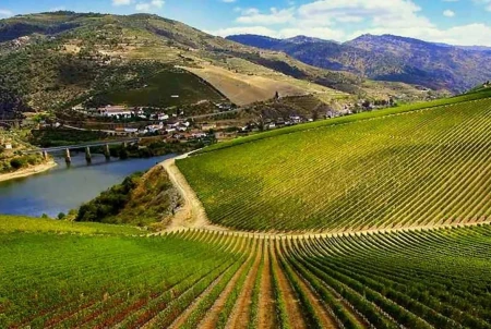 Ribera del Duero se consolida como motor de desarrollo rural y empleo de calidad